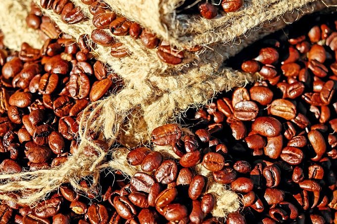 Timor-Kaffee. Ein Zuhause Spontaner Hybrid-Vielfalt